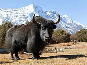 Mount Everest rising above the clouds in the Khumbu valley